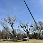 Dudley Tree Removal-01