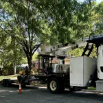 Tree Trimming-13